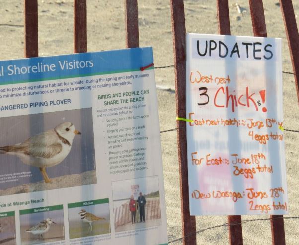 Sign Showing Status of Plover Nests